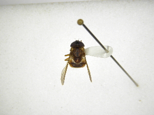  ( - INBIOCRI002079881)  @11 [ ] Copyright (2012) M. Zumbado Instituto Nacional de Biodiversidad