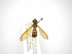  (Ocyptamus CR-25 - INBIOCRI002135508)  @13 [ ] Copyright (2012) M. Zumbado Instituto Nacional de Biodiversidad