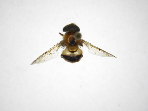  ( - INBIOCRI002246279)  @11 [ ] Copyright (2012) M. Zumbado Instituto Nacional de Biodiversidad