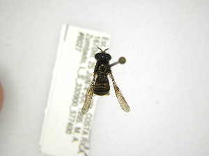 (Trichopsomyia urania - INBIOCRI002323928)  @13 [ ] Copyright (2012) M. Zumbado Instituto Nacional de Biodiversidad