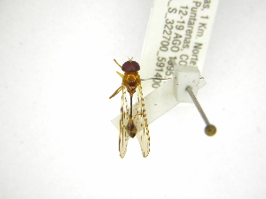  (Leucopodella rubida - INBIOCRI002388808)  @13 [ ] Copyright (2012) M. Zumbado Instituto Nacional de Biodiversidad