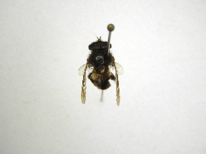  ( - INBIOCRI002388839)  @11 [ ] Copyright (2012) M. Zumbado Instituto Nacional de Biodiversidad