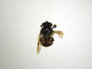  ( - INBIOCRI002388840)  @11 [ ] Copyright (2012) M. Zumbado Instituto Nacional de Biodiversidad