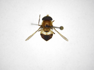  ( - INBIOCRI002428237)  @11 [ ] Copyright (2012) M. Zumbado Instituto Nacional de Biodiversidad