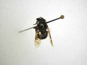  ( - INBIOCRI002442204)  @11 [ ] Copyright (2012) M. Zumbado Instituto Nacional de Biodiversidad