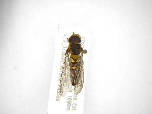  (Ocyptamus CR-30 - INBIOCRI002503451)  @13 [ ] Copyright (2012) M. Zumbado Instituto Nacional de Biodiversidad