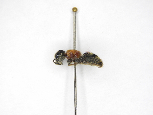  ( - INB0003132946)  @11 [ ] Copyright (2012) Braulio Hernandez Instituto Nacional de Biodiversidad