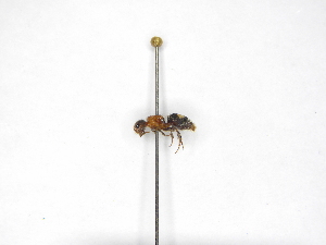  ( - INB0003132952)  @11 [ ] Copyright (2012) Braulio Hernandez Instituto Nacional de Biodiversidad