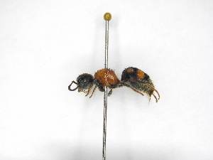  ( - INB0003312586)  @11 [ ] Copyright (2012) Braulio Hernandez Instituto Nacional de Biodiversidad