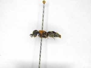  ( - INB0003393622)  @11 [ ] Copyright (2012) Braulio Hernandez Instituto Nacional de Biodiversidad