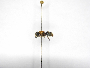  ( - INB0003395399)  @13 [ ] Copyright (2012) Braulio Hernandez Instituto Nacional de Biodiversidad