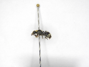  ( - INB0003412253)  @11 [ ] Copyright (2012) Braulio Hernandez Instituto Nacional de Biodiversidad