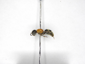  ( - INB0003892389)  @13 [ ] Copyright (2012) Braulio Hernandez Instituto Nacional de Biodiversidad