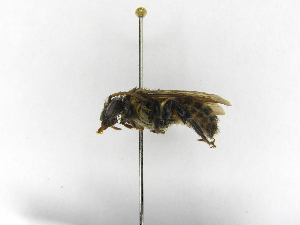  ( - INB0004256698)  @11 [ ] Copyright (2012) Braulio Hernandez Instituto Nacional de Biodiversidad