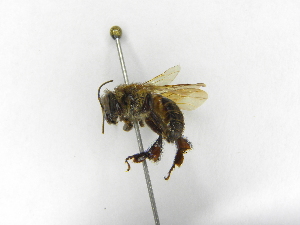  ( - INB0004277395)  @11 [ ] Copyright (2012) Braulio Hernandez Instituto Nacional de Biodiversidad