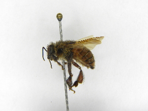  ( - INB0004277408)  @11 [ ] Copyright (2012) Braulio Hernandez Instituto Nacional de Biodiversidad
