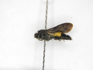  ( - INBIOCRI000404493)  @11 [ ] Copyright (2012) Braulio Hernandez Instituto Nacional de Biodiversidad