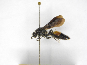  ( - INBIOCRI000739082)  @11 [ ] Copyright (2012) Braulio Hernandez Instituto Nacional de Biodiversidad