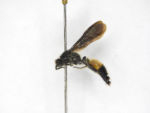  ( - INBIOCRI000860008)  @11 [ ] Copyright (2012) Braulio Hernandez Instituto Nacional de Biodiversidad