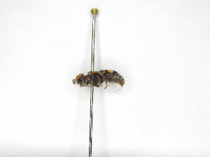  ( - INBIOCRI001015955)  @11 [ ] Copyright (2012) Braulio Hernandez Instituto Nacional de Biodiversidad
