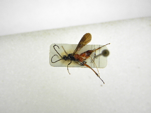  ( - INBIOCRI001176261)  @11 [ ] Copyright (2012) B. Hernandez Instituto Nacional de Biodiversidad