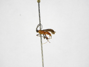  ( - INBIOCRI001903746)  @11 [ ] Copyright (2012) B. Hernandez Instituto Nacional de Biodiversidad