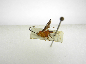  ( - INBIOCRI001980742)  @11 [ ] Copyright (2012) B. Hernandez Instituto Nacional de Biodiversidad