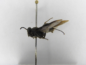  (Polybia tinctipennis - INBIOCRI001986532)  @13 [ ] Copyright (2012) Braulio Hernandez Instituto Nacional de Biodiversidad