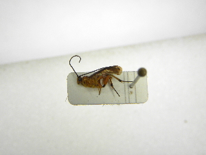  ( - INBIOCRI002098069)  @11 [ ] Copyright (2012) B. Hernandez Instituto Nacional de Biodiversidad