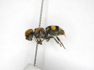  ( - INBIOCRI002126906)  @11 [ ] Copyright (2012) Braulio Hernandez Instituto Nacional de Biodiversidad