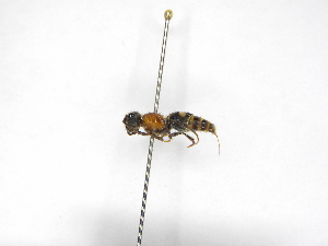  ( - INBIOCRI002137812)  @11 [ ] Copyright (2012) Braulio Hernandez Instituto Nacional de Biodiversidad