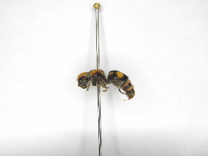  ( - INBIOCRI002236942)  @11 [ ] Copyright (2012) Braulio Hernandez Instituto Nacional de Biodiversidad