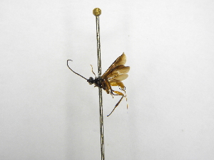  ( - INBIOCRI002300718)  @11 [ ] Copyright (2012) B. Hernandez Instituto Nacional de Biodiversidad
