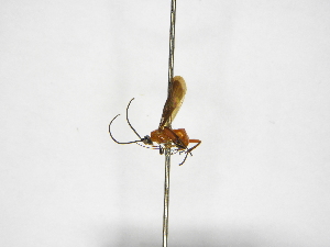 ( - INBIOCRI002302597)  @11 [ ] Copyright (2012) B. Hernandez Instituto Nacional de Biodiversidad
