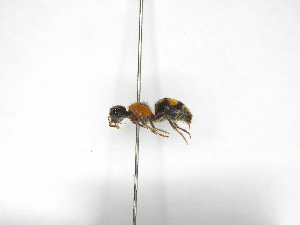 ( - INBIOCRI002344269)  @11 [ ] Copyright (2012) Braulio Hernandez Instituto Nacional de Biodiversidad