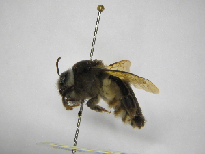  ( - INBIOCRI002390270)  @11 [ ] Copyright (2012) Braulio Hernandez Instituto Nacional de Biodiversidad