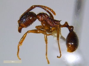  (Aphaenogaster fulva-rudis-texana complex - JJ-O4-01)  @15 [ ] CreativeCommons - Attribution (2011) M. Alex Smith Centre for Biodiversity Genomics