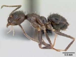  (Nylanderia bourbonica - CASENT0060076-D01)  @13 [ ] Unspecified (default): All Rights Reserved  Unspecified Unspecified