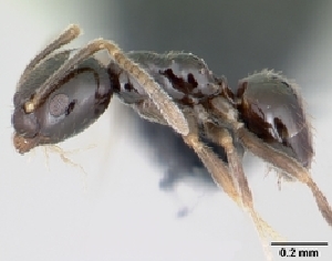  (Plagiolepis MU01 - CASENT0055808-D01)  @13 [ ] Unspecified (default): All Rights Reserved  Unspecified Unspecified