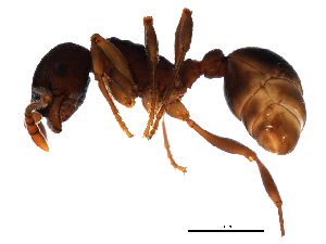  (Myrmica AF-mag - 09GUANTS-018)  @15 [ ] CreativeCommons - Attribution (2010) CBG Photography Group Centre for Biodiversity Genomics