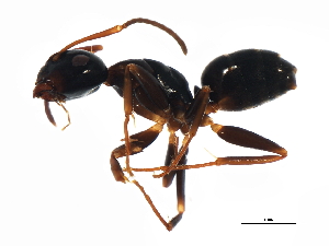  (Camponotus nearcticus - 09GUANTS-117)  @16 [ ] CreativeCommons - Attribution (2010) CBG Photography Group Centre for Biodiversity Genomics