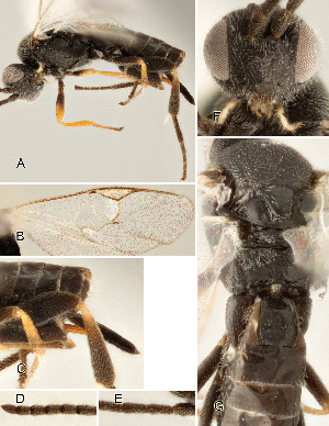  ( - DHJPAR0002269)  @12 [ ] CreativeCommons  Attribution Non-Commercial Share-Alike (2018) Jose Fernandez-Triana Canadian National Collection of Insects, Arachnids and Nematodes