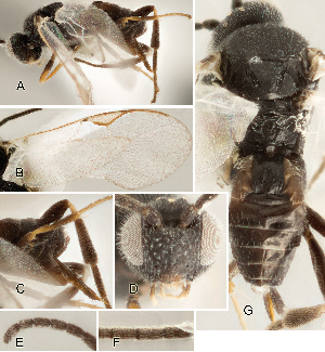  ( - DHJPAR0002716)  @11 [ ] CreativeCommons  Attribution Non-Commercial Share-Alike (2018) Jose Fernandez-Triana Canadian National Collection of Insects, Arachnids and Nematodes