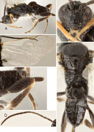  ( - DHJPAR0012791)  @12 [ ] CreativeCommons  Attribution Non-Commercial Share-Alike (2018) Jose Fernandez-Triana Canadian National Collection of Insects, Arachnids and Nematodes