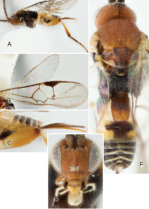  ( - DHJPAR0012499)  @12 [ ] CreativeCommons  Attribution Non-Commercial Share-Alike (2018) Jose Fernandez-Triana Canadian National Collection of Insects, Arachnids and Nematodes