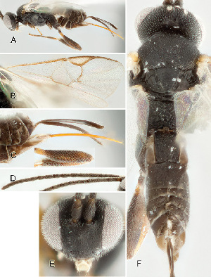  ( - DHJPAR0013080)  @11 [ ] CreativeCommons  Attribution Non-Commercial Share-Alike (2018) Jose Fernandez-Triana Canadian National Collection of Insects, Arachnids and Nematodes