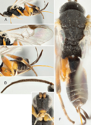  ( - DHJPAR0020597)  @12 [ ] CreativeCommons  Attribution Non-Commercial Share-Alike (2018) Jose Fernandez-Triana Canadian National Collection of Insects, Arachnids and Nematodes