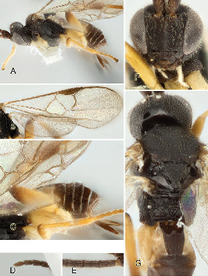  ( - DHJPAR0027484)  @12 [ ] CreativeCommons  Attribution Non-Commercial Share-Alike (2018) Jose Fernandez-Triana Canadian National Collection of Insects, Arachnids and Nematodes