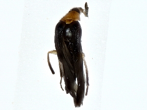  (Hemirhipidiinae - BIOUG80188-B07)  @11 [ ] CreativeCommons - Attribution (2022) CBG Photography Group Centre for Biodiversity Genomics