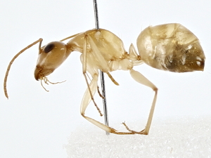  (Camponotus discors - BIOUG80194-A08)  @11 [ ] CreativeCommons - Attribution (2022) CBG Photography Group Centre for Biodiversity Genomics